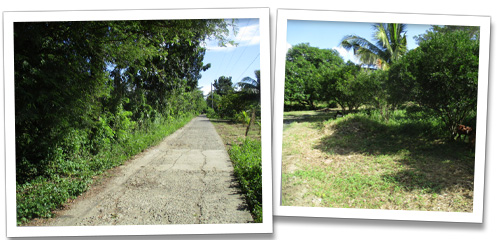 Mango Orchard